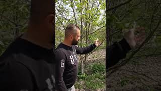 Hurma Gara Yanma - Trabzon Hurması Mycosphaerella Nawae Enfeksiyonu