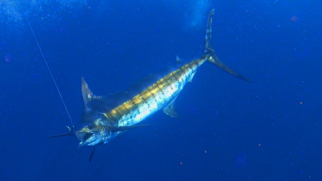 First time Deep Sea Angler catches a Big Black Marlin, Sodwana Bay Myn Manne 2021