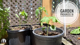 Garden Progress 16