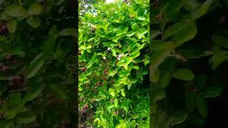 #cranberries trees#karonda plant full of fruit #trendingshorts #naturelovers #ytshorts #shorts