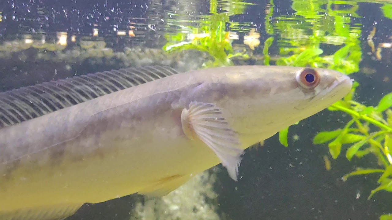 Yellow sentarum..20cm 
