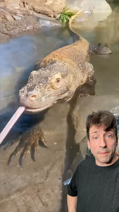 The Komodo Dragon is TERRIFYING
