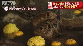 カピバラがうっとりと・・・40度のぽっかぽかのゆず湯に(16/12/21)