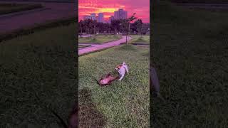 Còn ai nhớ Sữa không ạ #dog #pets #funny #cute #subscribe