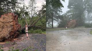 Strong storms uproot massive tree in Lancaster County: See photos here