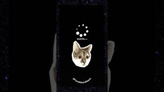 Funny angry cats #cat  #shortsfeed  #shorts #funny