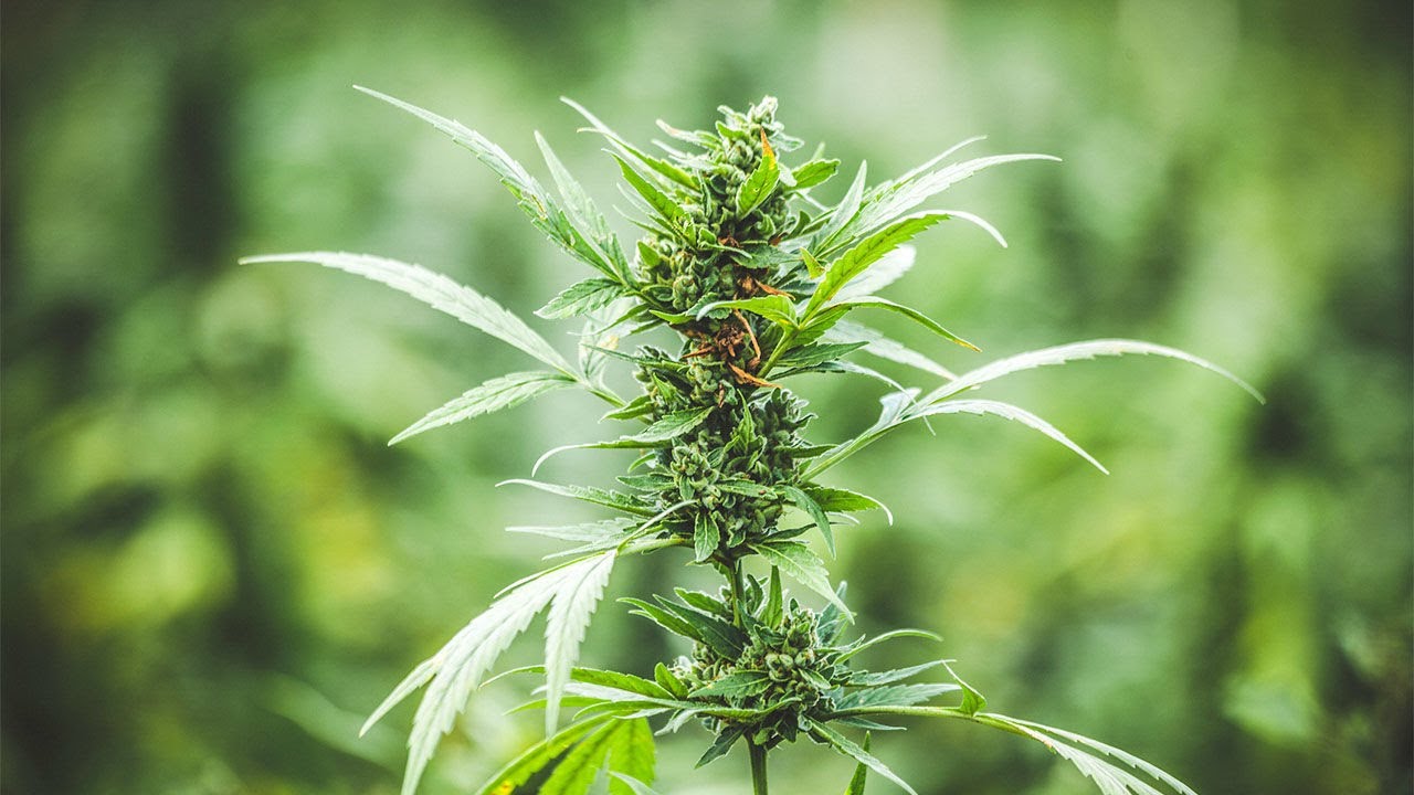 Best Cannabis Blog 2021 - High Yields