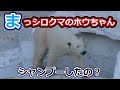 まっシロクマのホウちゃん💗シャンプーしたのかな？(応援の声がいっぱい)【天王寺動物園】