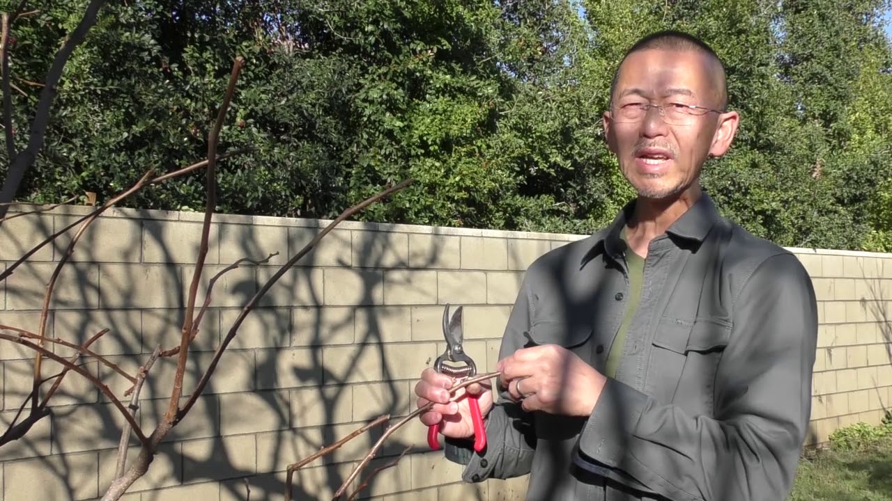 柿子樹的冬季修剪