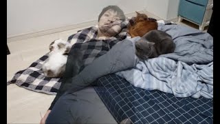 【癒し系ネコ動画】３匹仲良く布団で眠る猫ちゃん達を見て癒されてください
