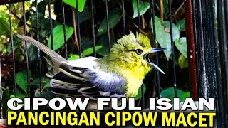 Masteran dan pancingan sirtu cipoh FULL ISIAN gacor bikin sirtu lain ngamuk