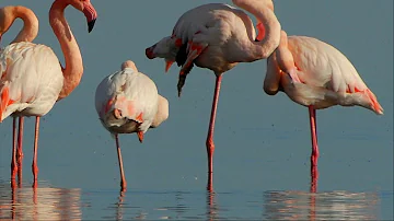 ¿Los flamencos pierden su color cuando tienen crías?