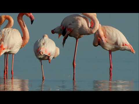 Video: ¿Cuál es el nombre del pájaro de patas largas?