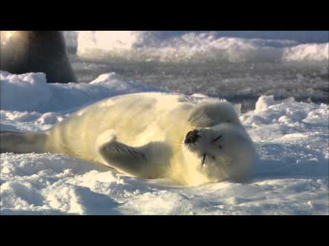 Billy The Seal