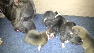 Uno D.c. American Bully Pups 3 Days