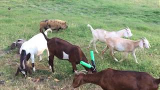 Goat Wars, Episode 1
Obi-Wan Cabrito battles his nemesis, Sith Lady Darth Pjorkulus! Goat Wars, Episode 1