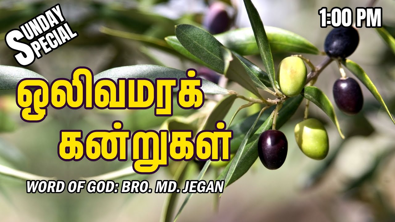 SUNDAY SPECIAL || ஒலிவமரக் கன்றுகள் || BRO.MD JEGAN || 31.07.2022