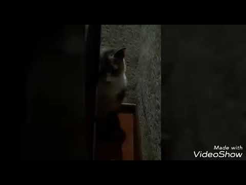 Dog and cat(собака и кошка)ЧИТАЙТЕ ОПИСАНИЕ!!!