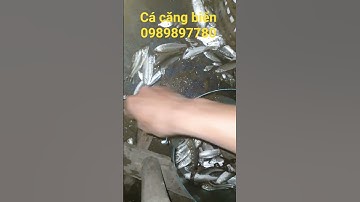 đi bắt cá biển kích cá nước mặn #banca #fishing #dânbiển #kichcaxuyen #fish #ngưdân #mientay #kcx