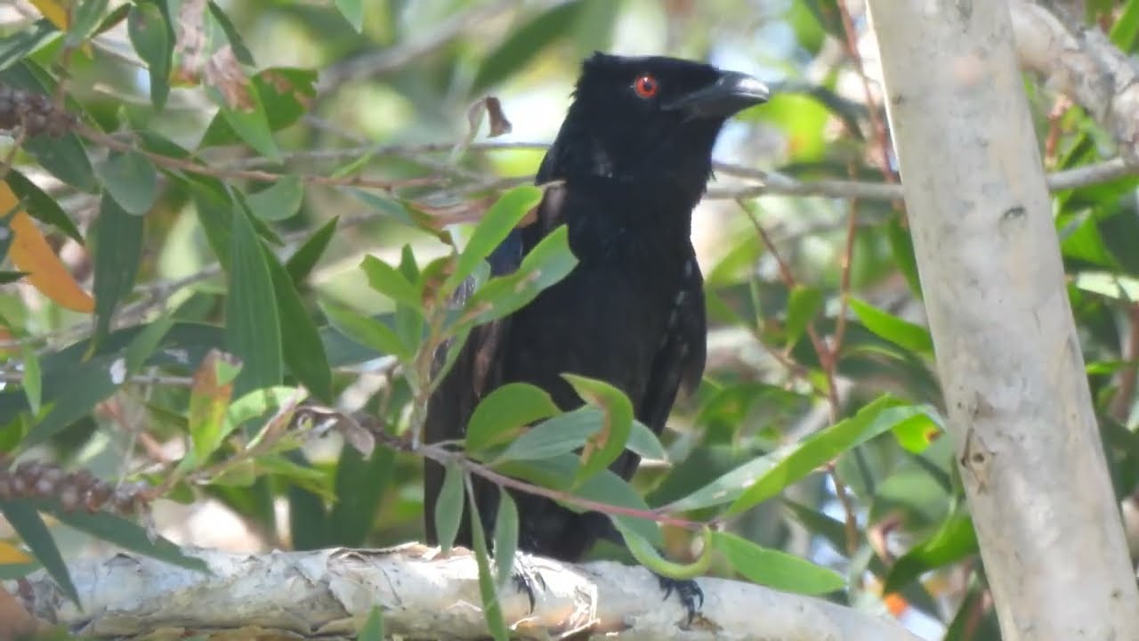 Spangled Drongo trying his hardest to be the best bird caller.