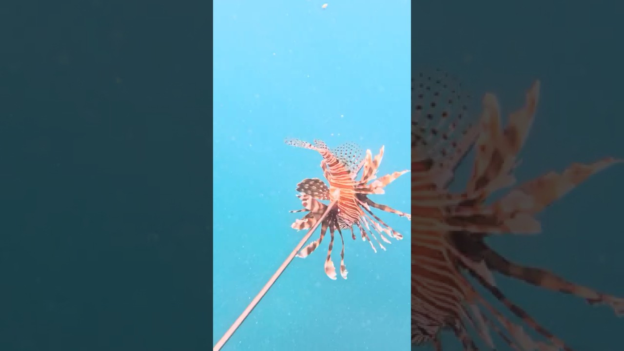 Ловля рыбы-льва с луком и стрелами