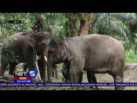 Petugas Tembakan Bius dan Kawal Gajah Liar Yang Masuk Pemukiman   NET5