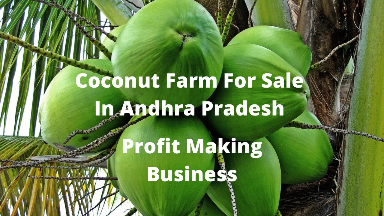Coconut Farm For Sale In Andhra Pradesh Profit Making Business YouTube