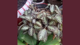 Anak Buruh Mengejar Mimpi