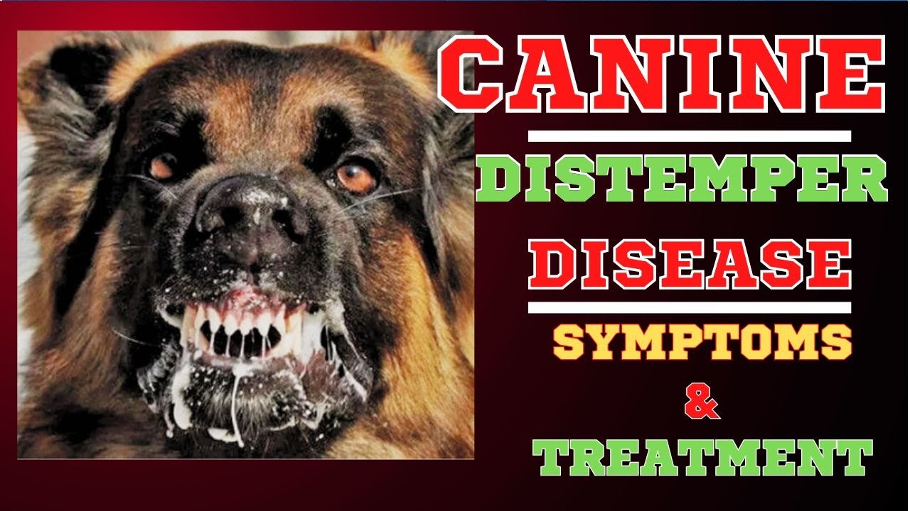 Canine Distemper Virus in DogsDistemper TreatmentDistemper Symptoms
