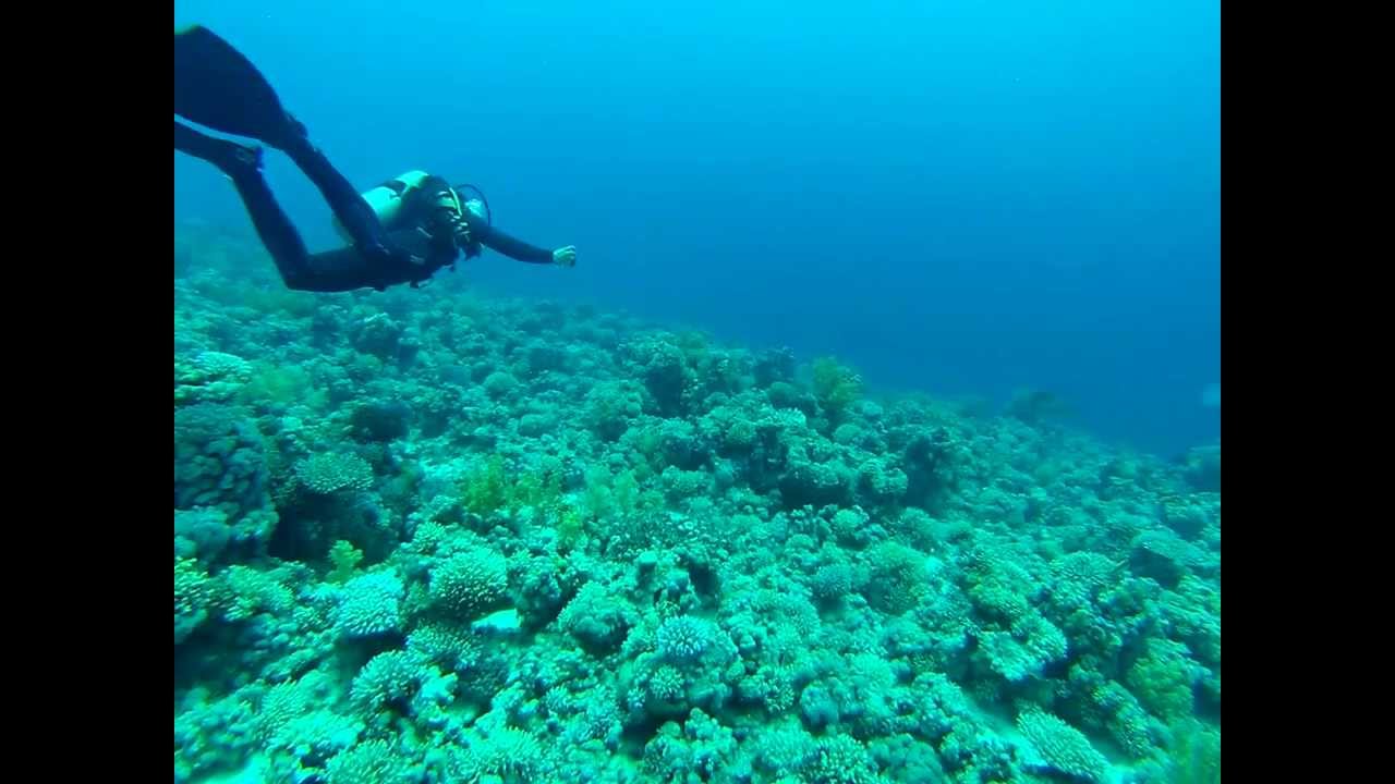 Какие акулы водятся в красном море в египте шарм эль шейх