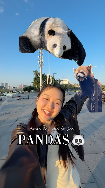 These pandas are living my dream 🫠🐼 #chengdu #panda