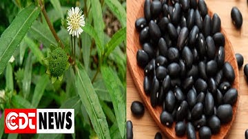 Có nên sắc đỗ đen và cỏ mực để uống? | CDT NEWS