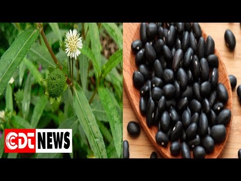 Video Có nên sắc đỗ đen và cỏ mực để uống? | CDT NEWS - youtube