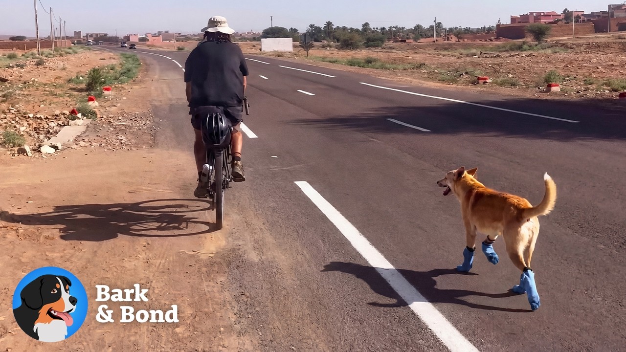 She Had to Wear Human Socks to Survive the Desert | Bark & Bond