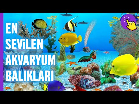 Video: Tatlı Su Balıklarında Tutulacak Acil Durum Ürünleri