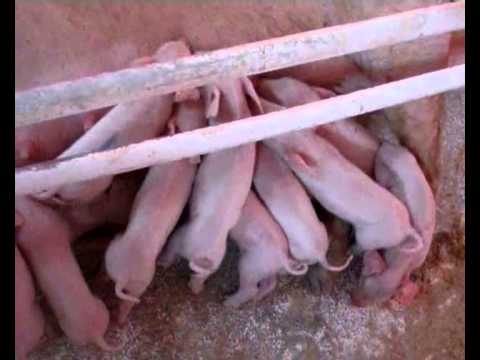 Промышленная технология содержания свиней