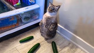 Lustige Katzen Videos 2021  Funniest Cat Ever | Lieblingskatze