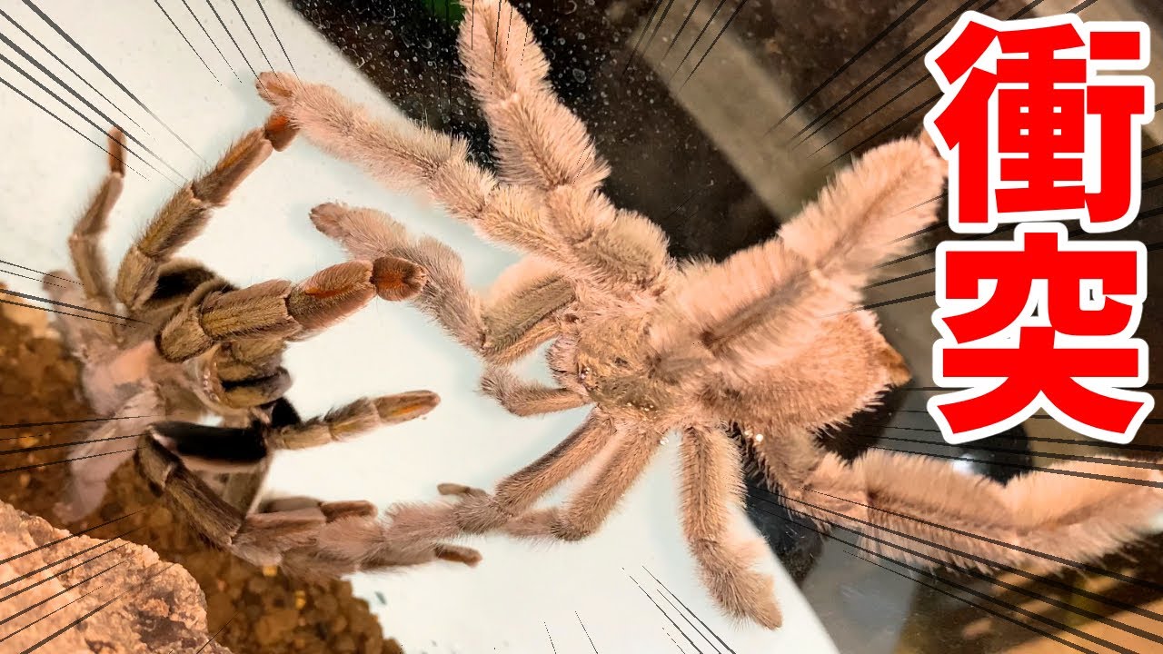 2匹の巨大タランチュラを近づけてみた結果 Youtube 2匹の巨大タランチュラを近づけてみた結果 Youtube