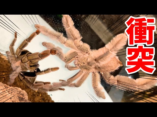 What happens when you bring two giant tarantulas close together