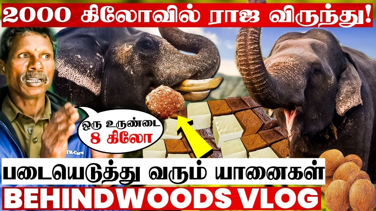 🐘யானைக்கு பசி வந்தா இங்கதான் படையெடுத்து வருமா!😯 கும்கி யானைகளின் பிரமாண்ட உணவகம்🐘