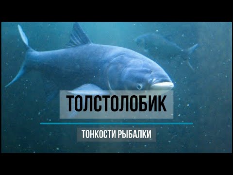 Главное о толстолобике. Какие бывают? Где ловить? Как ловить? На что ловить? Мифы и советы.