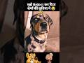 sharma ki kuttiya ne achha nhi kiya 🤣 #funny #funnydogs #dogs #viral #funnymoments #doggie