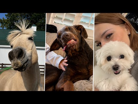 Funny ANIMALS Videos 😂 Funniest DOGS 🐶 and CATS 🐱 2026