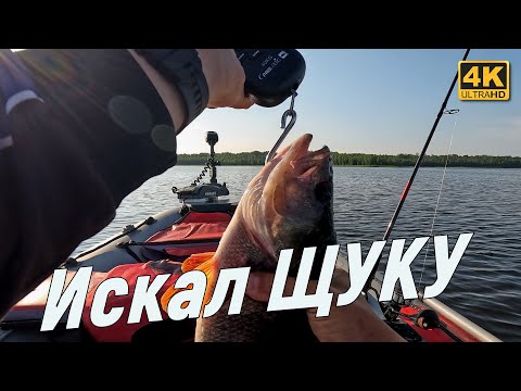 Искал щуку, а поймал толстых окуней