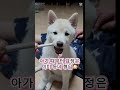 껌 좀 씹어본 강아지 표정ㅋㅋ #강아지 #아기강아지 #강아지쇼츠 #웃긴강아지 #shorts #강아지일상 #애견영상 #동물농장강아지