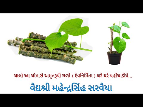ચાલો આ ચોમાસે અમૃતરૂપી ગળો (દેવનિર્મિતા) પોતાના ઘર તેમજ આસપાસ રોપાવીયે વૈદ્યશ્રી મહેન્દ્રસિંહ સરવૈયા