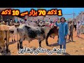 Peshawar kala mandi part2 good rates so far maweshi mandi bakra mandi pakistan 2024 eid ul adha