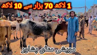 Peshawar Kala Mandi Part-2 Good Rates So Far Maweshi Mandi Bakra Mandi Pakistan 2024 Eid Ul Adha