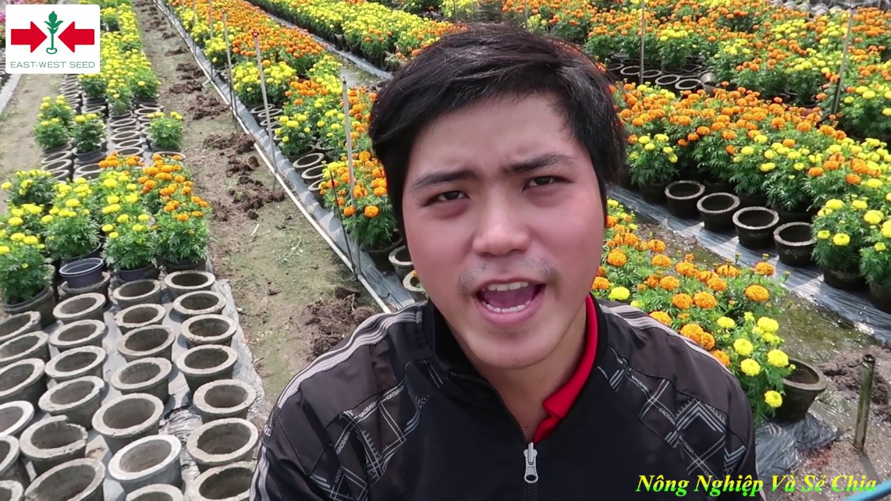 Hoa vạn thọ của công ty Hai Mũi Tên Đỏ - Nông Nghiệp Và Sẻ Chia - TẬP 2