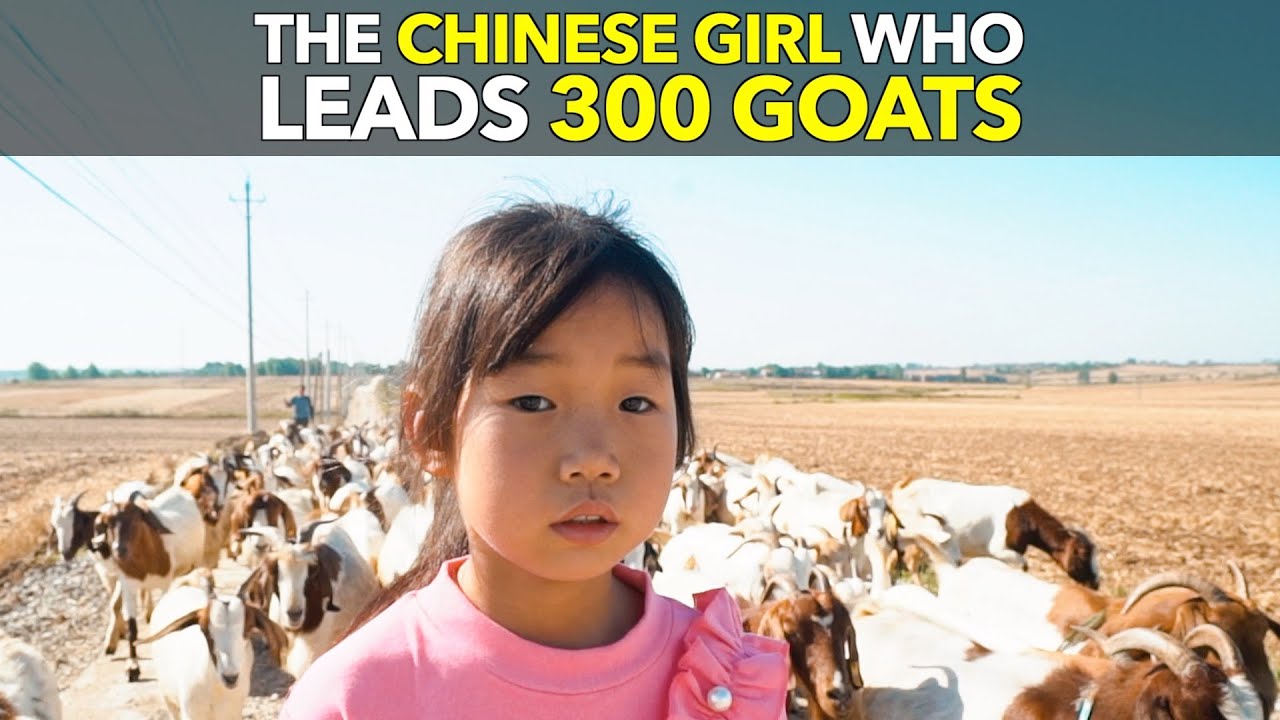 The Chinese Girl Who Leads 300 Goats